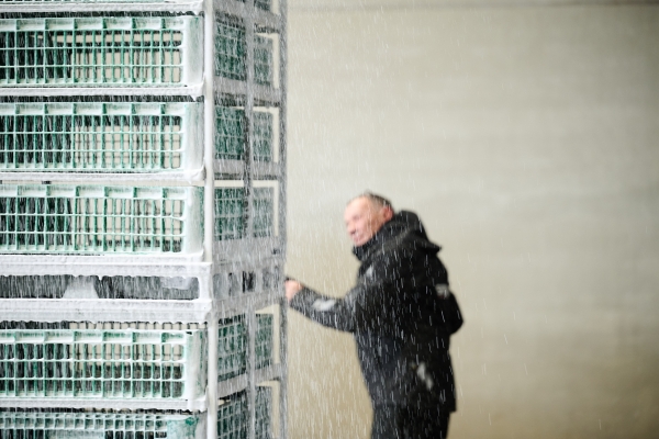 ontsmetten pluimvee containers